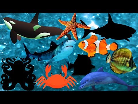 Baby Shark + Sea Animals Puzzle | Fun Video For Kids