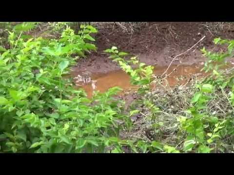 Download Farmers Experience in amirtak karasel 2, அமிர்தக்கரைசல் பயன்படுத்திய விவசாயின் அனுபவம்