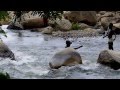 LA RIVIERE KALIMABENGE-COLLYWOOD CINEMA UVIRA
