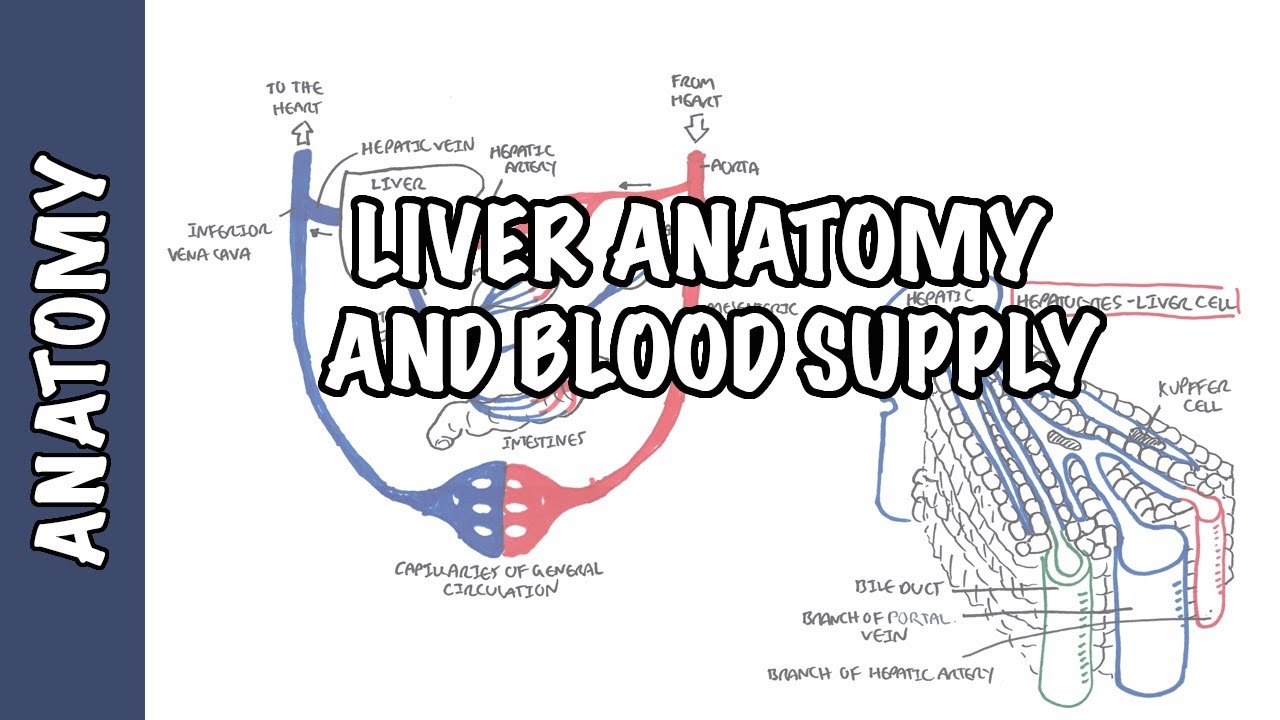 Liver Anatomy and Blood Supply - YouTube