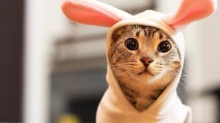 Easter Bunny Kitty