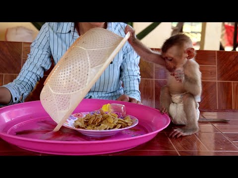 Awesome ! Baby Monkey Rocky Tries To Open The Basket Again And Again To Get Food Fro Eat
