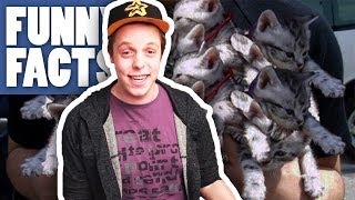 SO WIRD MAN DEN KATER LOS + DIE KATZENKRANKHEIT - Funny Facts #04