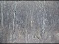 Best Deer Hunting Video EVER!!!