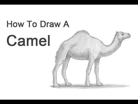 How to Draw a Camel - YouTube