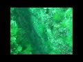 Подводная охота от Андрея Лагутина 2