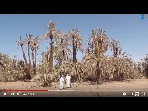 صرخة واحة إزيلف بتنجداد ضد إبادة واحة باكملها “فيديو”