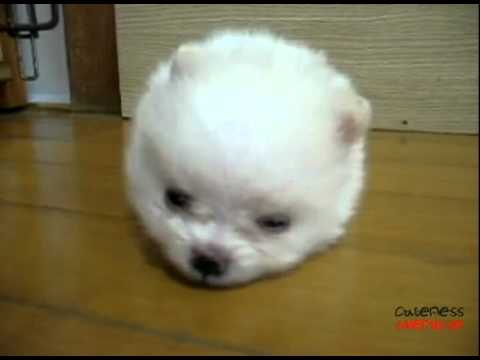 snowball puppy snowball snowball puppy snowball