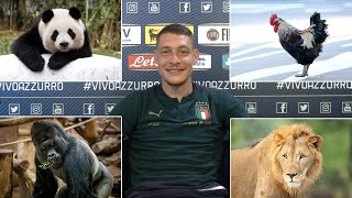 Belotti è il Gallo… e gli altri Azzurri? | EURO 2020
