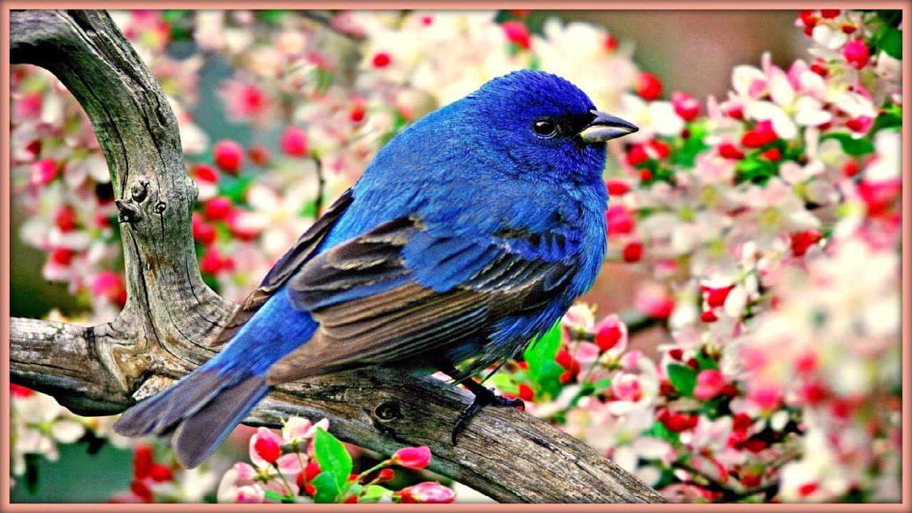 sound therapy morning birds youtube sound therapy morning birds youtube