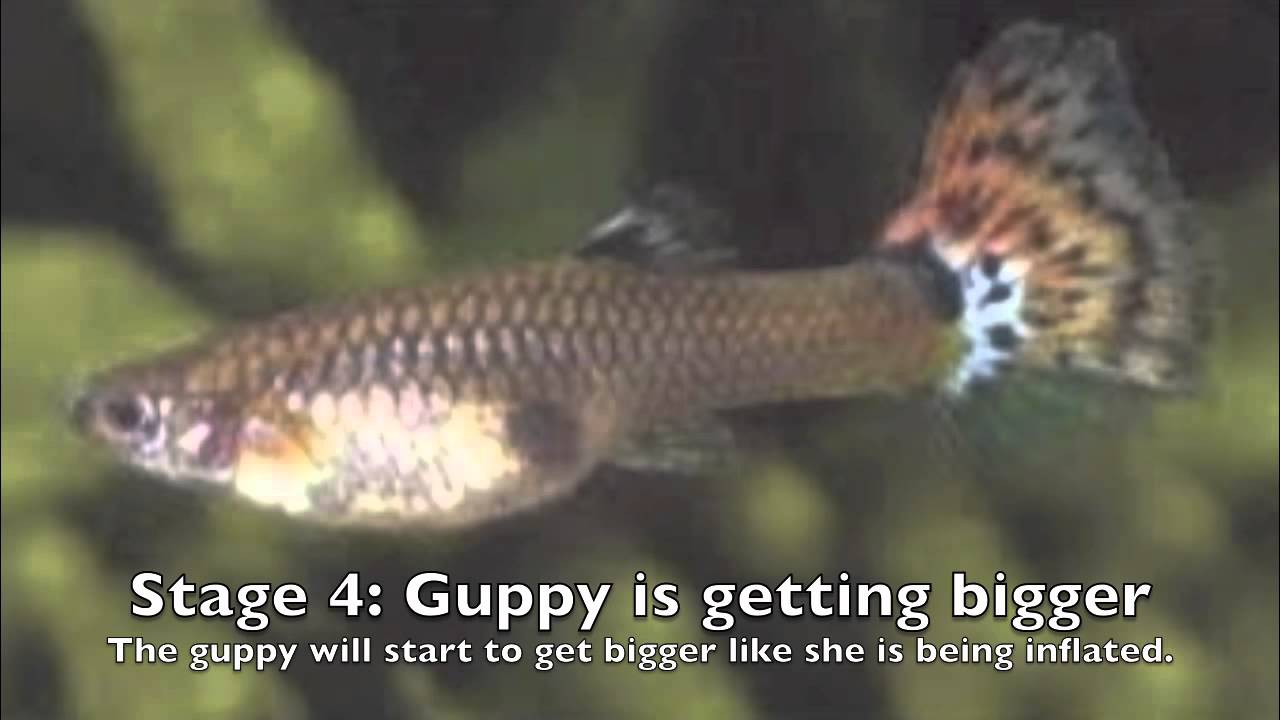 Stages of a Guppy's Pregnancy - YouTube