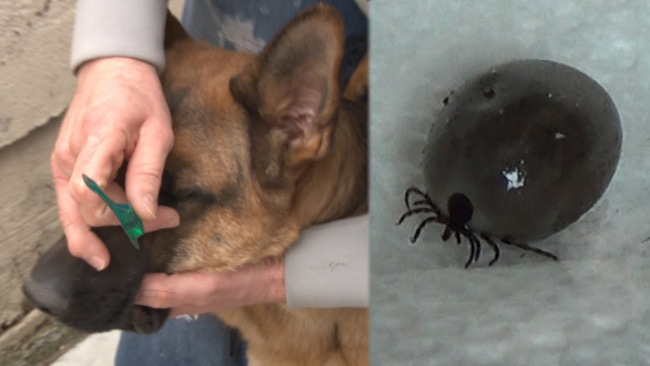 How To Remove A Tick Removing a Tick Without Pain or Tweezers