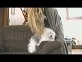 CuteWinFail: Static Dog