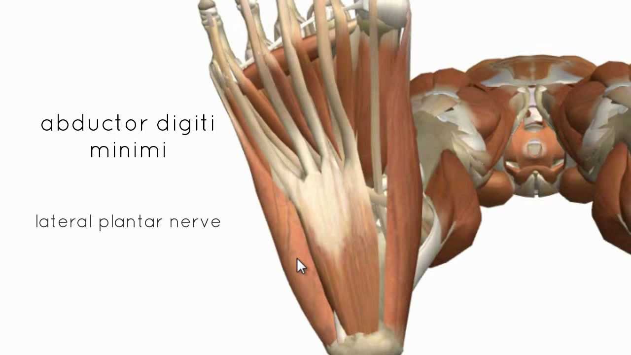 Muscles of the Foot Part 2 - 3D Anatomy Tutorial - YouTube