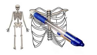 How to draw or sketch art of Skeleton system of human body step by step.