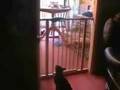 le chat le plus con du monde