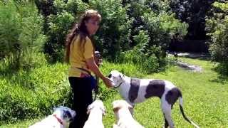 Record Breaking Off Leash Recall Dogtra Pager Starring The Pack DOGTRA PAGER