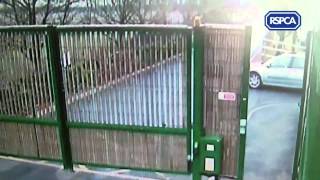 RSPCA Video - Pup dumped at RSPCA Birmingham Animal Centre