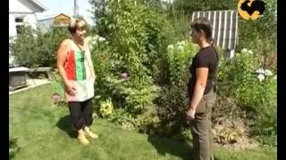 Как делать газоны на даче пошаговая инструкция