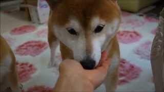 ガツガツ食べる猫とちょこちょこ食べる柴犬　Time of Shiba Inu and Cat's food