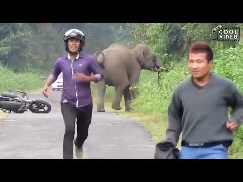 Смешные нападения животных на людей Funny animal attacks on humans )))Эпические схватки животных