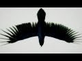 Video clip : Fat Freddy's Drop - Blackbird