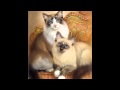 Judy Gibson.wmv