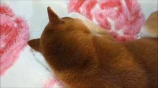 柴犬ひかりのこんがり寝姿 Shiba Inu sleeping