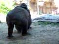 Gorilla Fights - Youtube