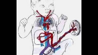 Circulacion Fetal