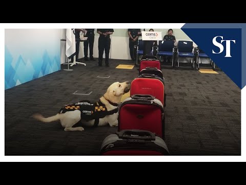 Sniffer dog Naomi identifies a luggage with planted explosive materials, during a simulated exercise