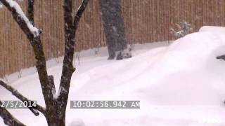 Toronto Zoo Giant Panda Enjoys Epic Snow Fall