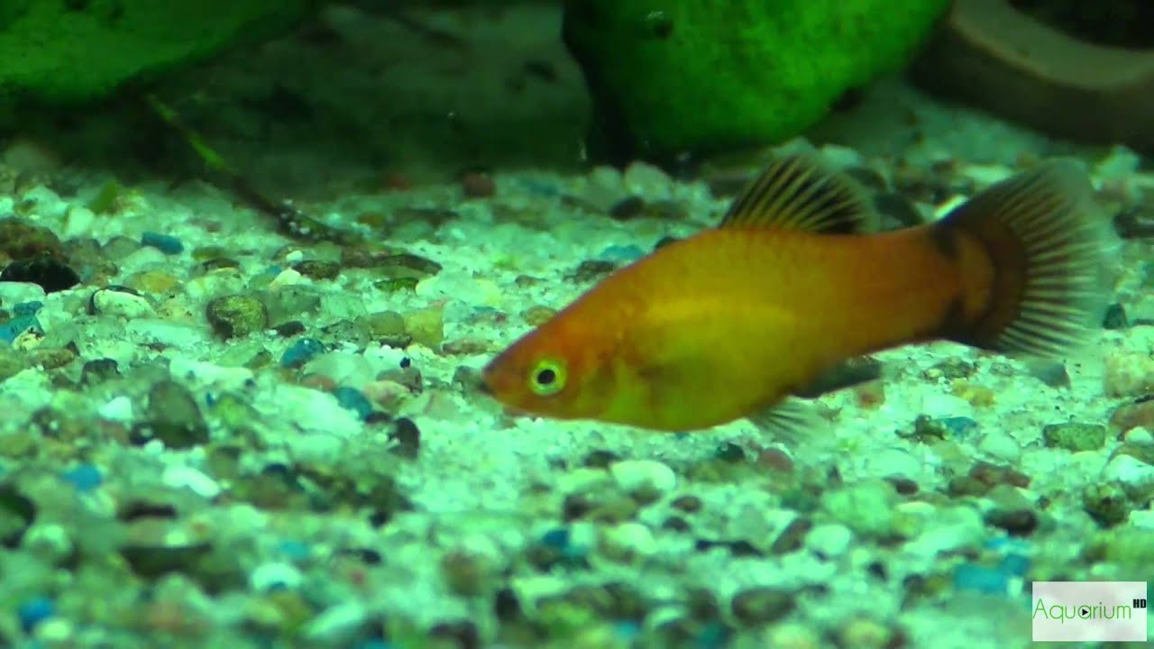 Platy Fische im Aquarium (Deutschland Farben) in Full HD YouTube