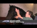 C'est pas sorcier -Le Cadre Noir : les sorciers montent sur leurs grands chevaux