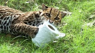 Wild Cats VS Toilet Paper!