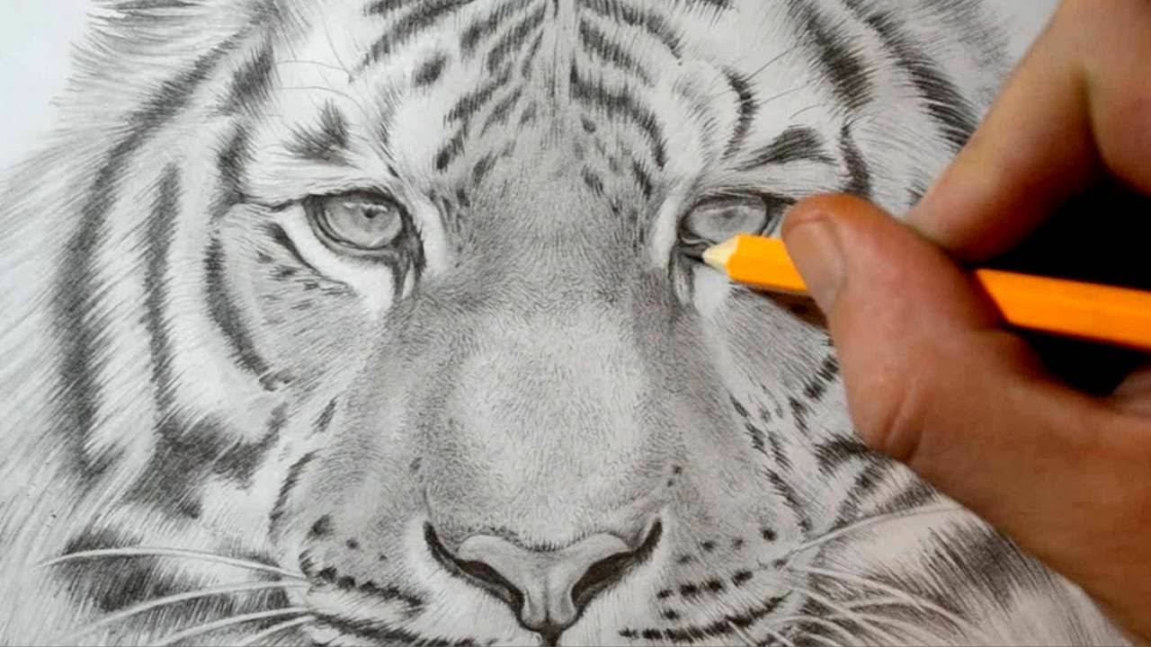How to Draw a Tiger - Realistic Pencil Drawing - YouTube
