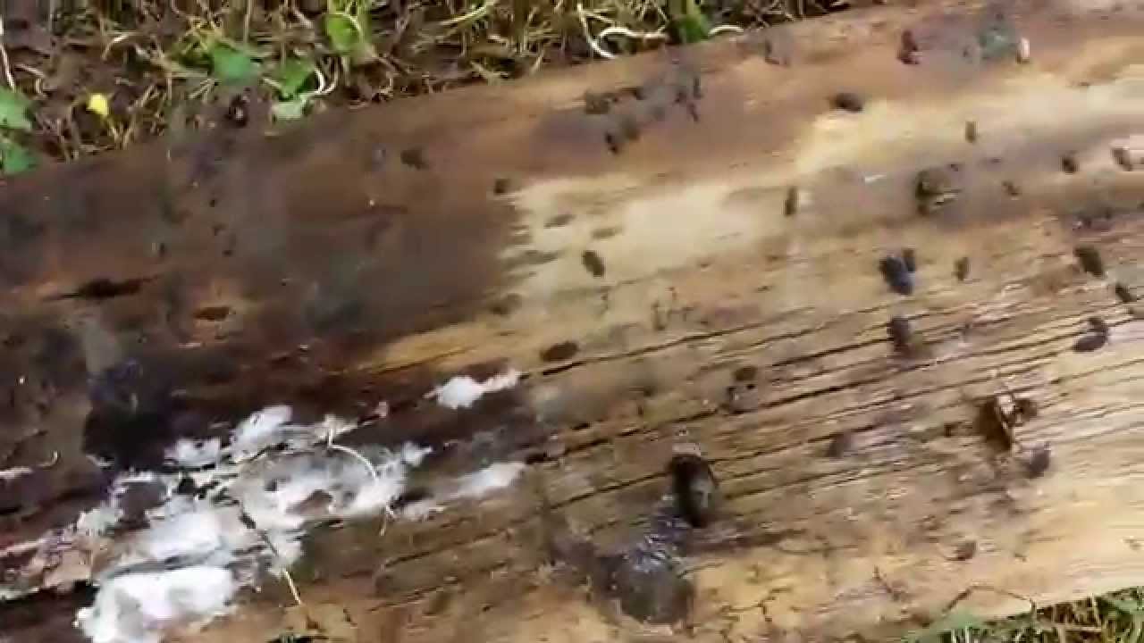 Nasty slugs and poop bugs.. YouTube