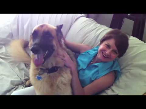 German Shepherd/Owner Reunion After One Day. 0 German Shepherd Dreaming