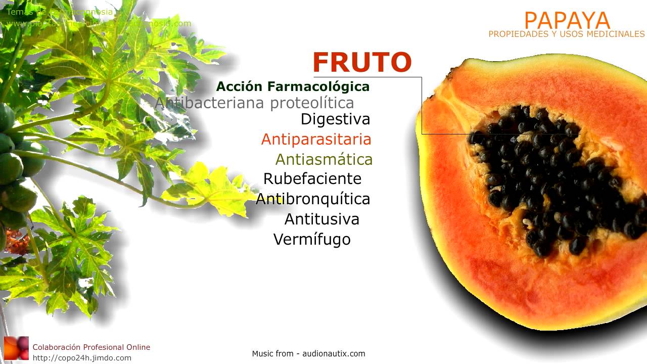 Propiedades Medicinales De La Papaya Botanica | propiedades medicinales de la papaya botanica Propiedades Medicinales De La Papaya Botanica | propiedades medicinales de la papaya botanica