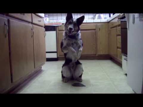 Just Jumpy the dog - YouTube