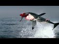 Thumbnail 2 for Shark Bites Man In Half SHOCKING ! ! ! Thumbnail 2 for Shark Bites Man In Half SHOCKING ! ! !
