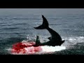 Thumbnail 3 for Shark Bites Man In Half SHOCKING ! ! ! Thumbnail 3 for Shark Bites Man In Half SHOCKING ! ! !