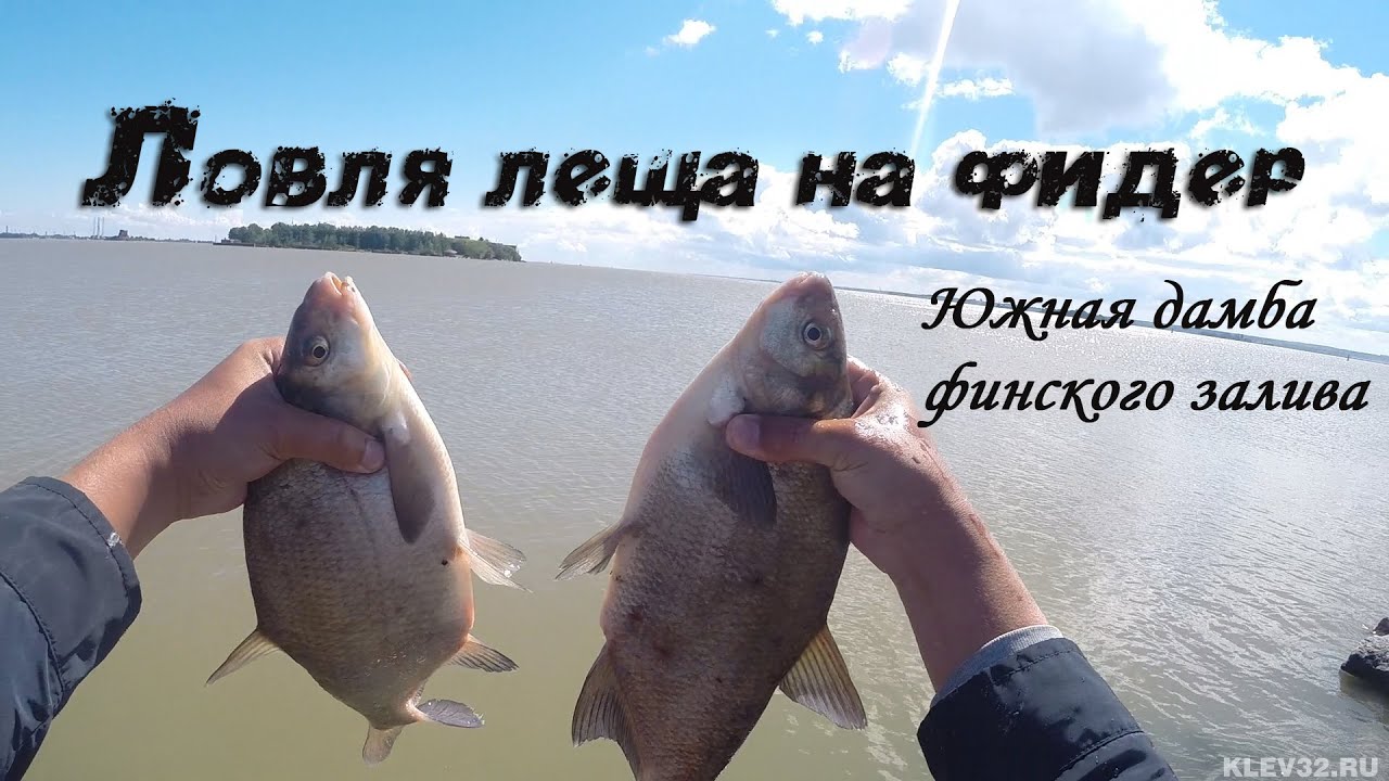 ловля на фидер в июле видео ловля на фидер в июле видео