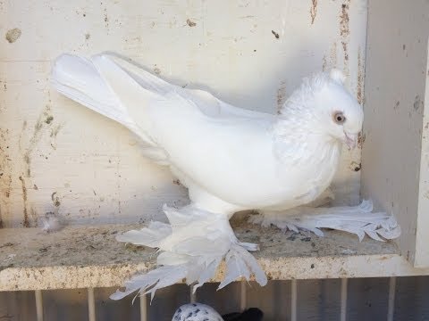 pigeons tumblers uzbekistan Uzbek Tumbler Pigeons