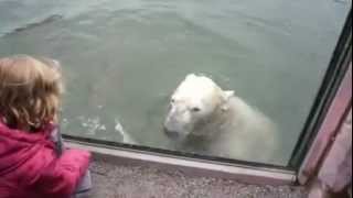 Polar Bear Surprise