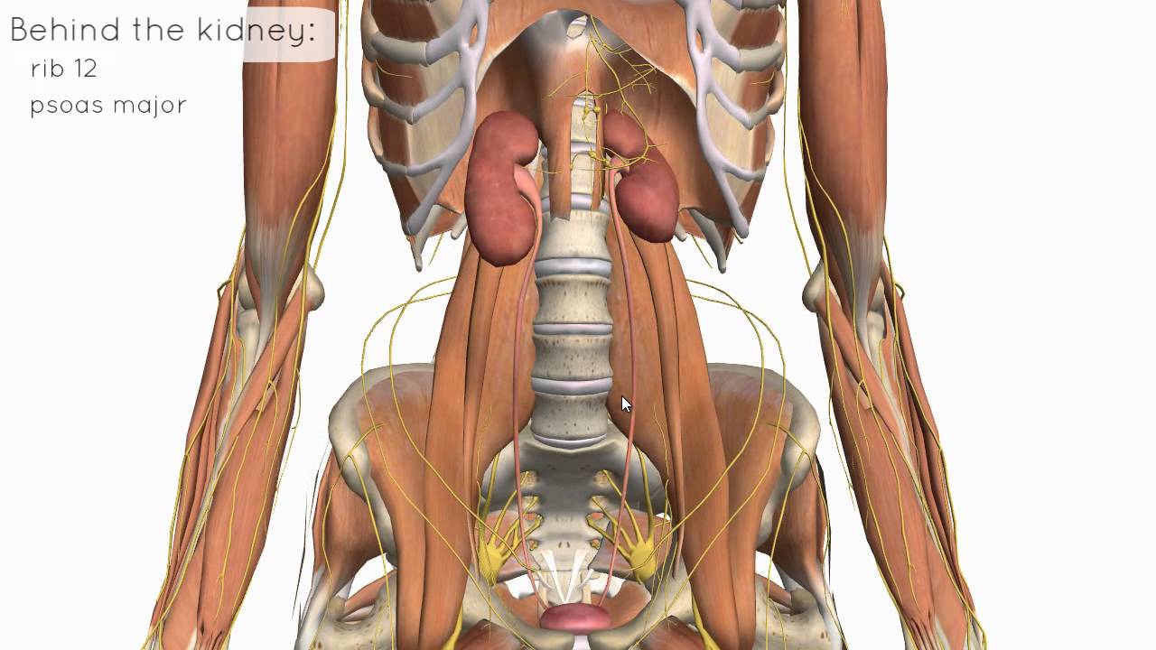 Location and Relations of the Kidney - 3D Anatomy Tutorial - YouTube