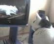 Pacha le chat regarde 30 millions d'amis