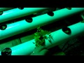 DIY Aquaponics System Update #1