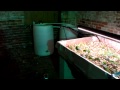 DIY Aquaponics System Update #1