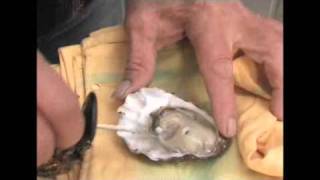 Como conservar y preparar ostras